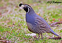 Callipepla californica